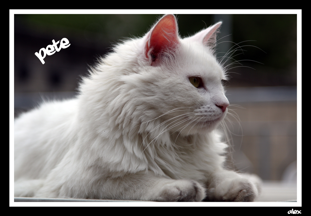 Sguardo.... vigile!!!