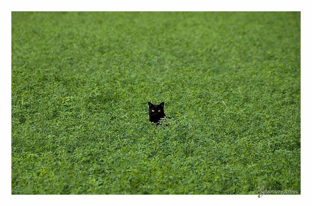 gatto in erba gatta