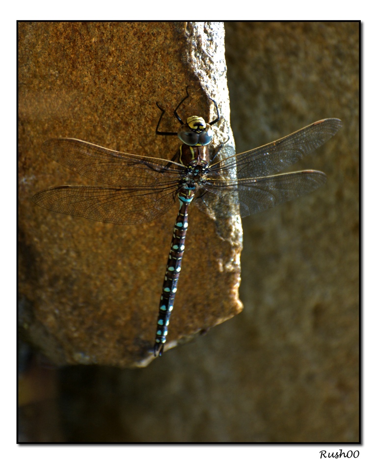 Libellula della Val Senales