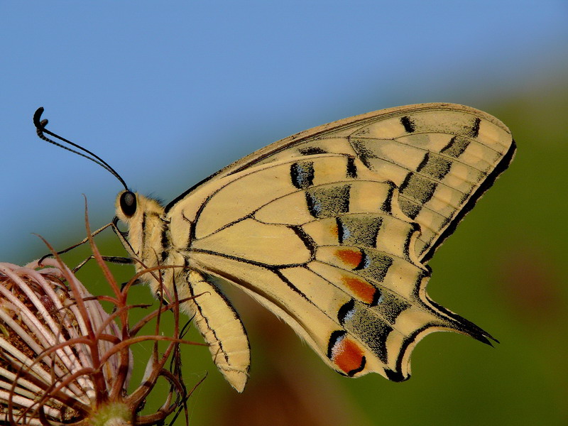 Macaone - sfondo bicolor