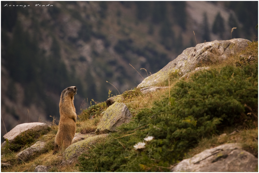 marmotta