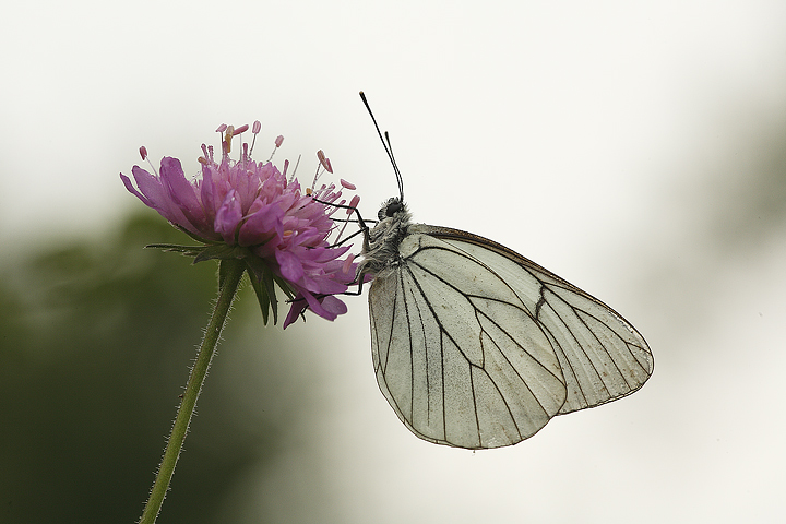 Un grigio controluce