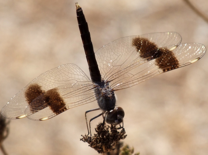 libellula