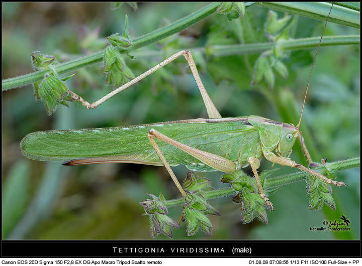 Mimetica... in Full-Size!