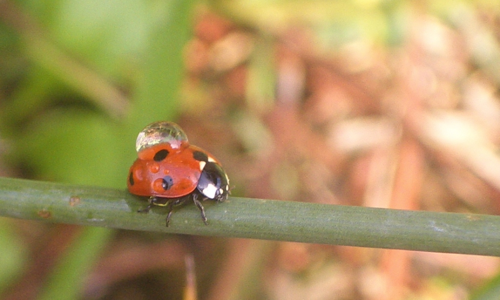 COCCINELLA