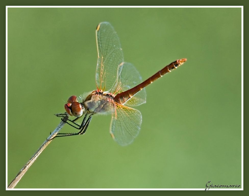 non viene su nulla da questa cannuccia..