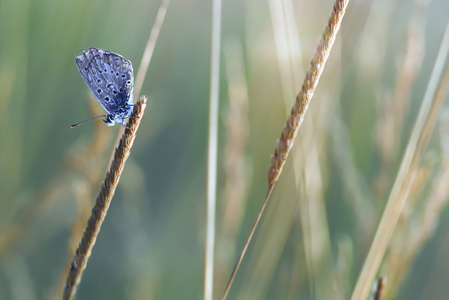 /|/\/ Simmetrie /|/\/