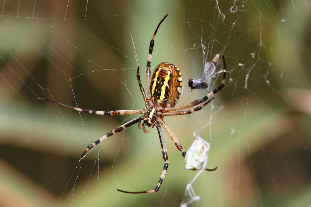 Argiope bruennichi