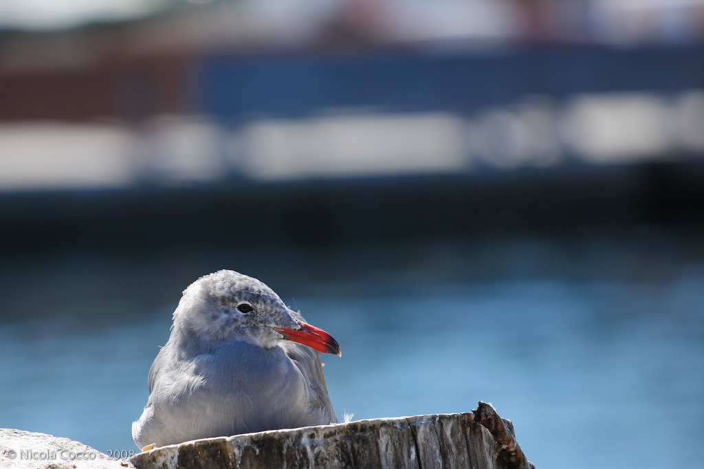 Bird in Monterey, CA