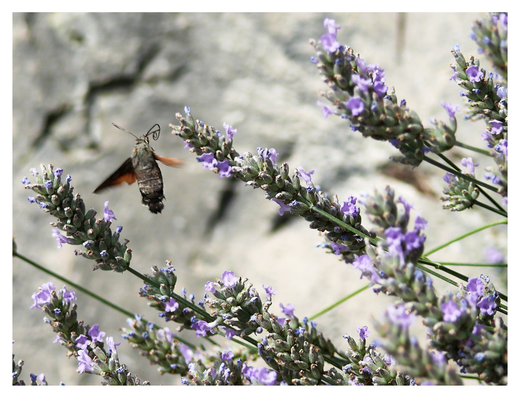 la bella lavanderina