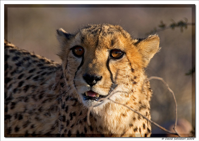 ghepardo Africat foundation - Namibia