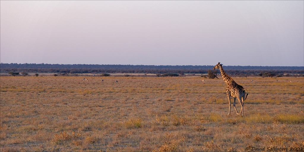 tramonto sul parco Etosha