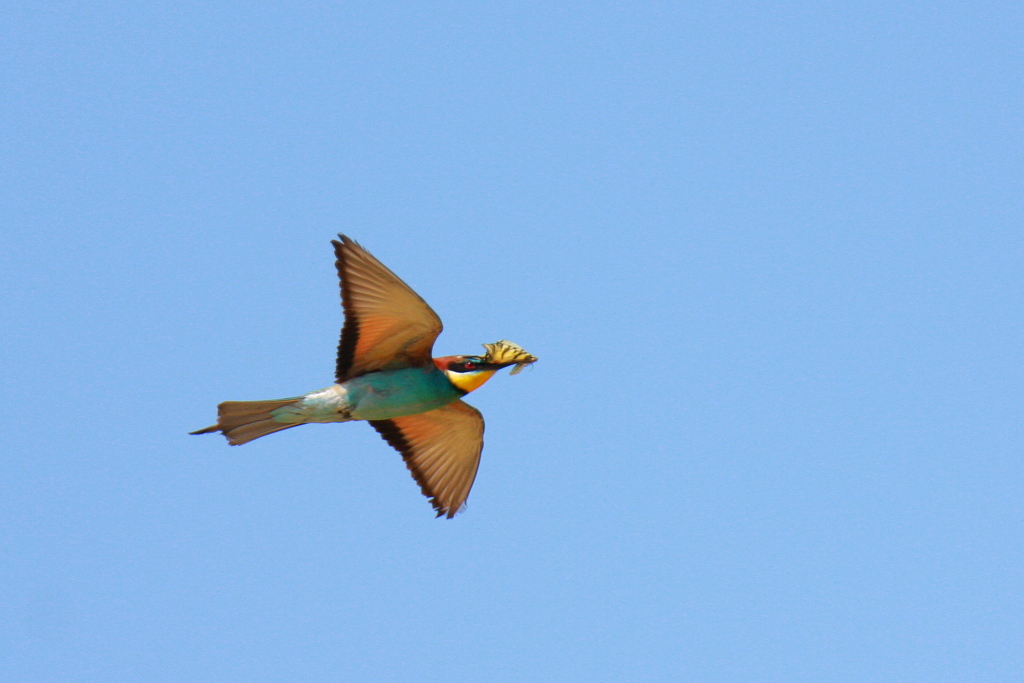 Il Gruccione e la farfalla