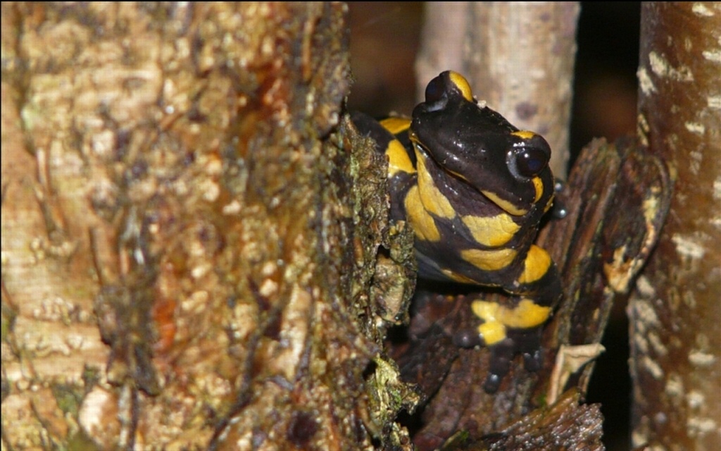 Salamandra