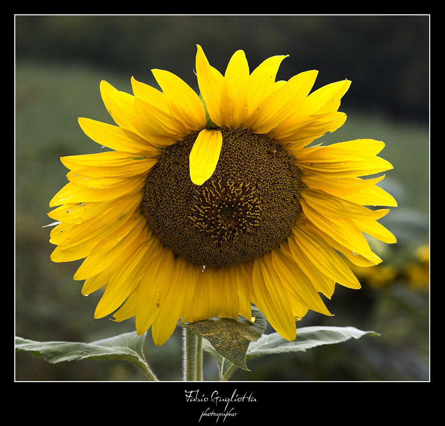 girasole