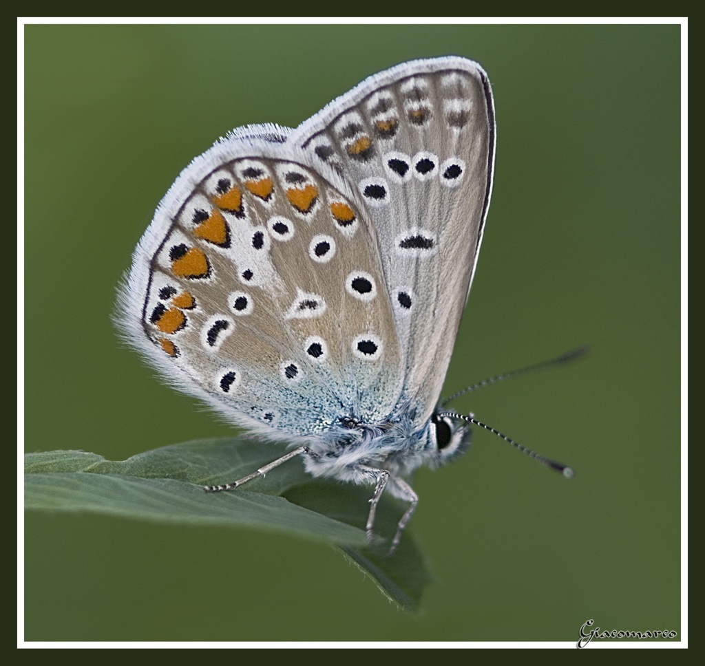 la solita (test lente)