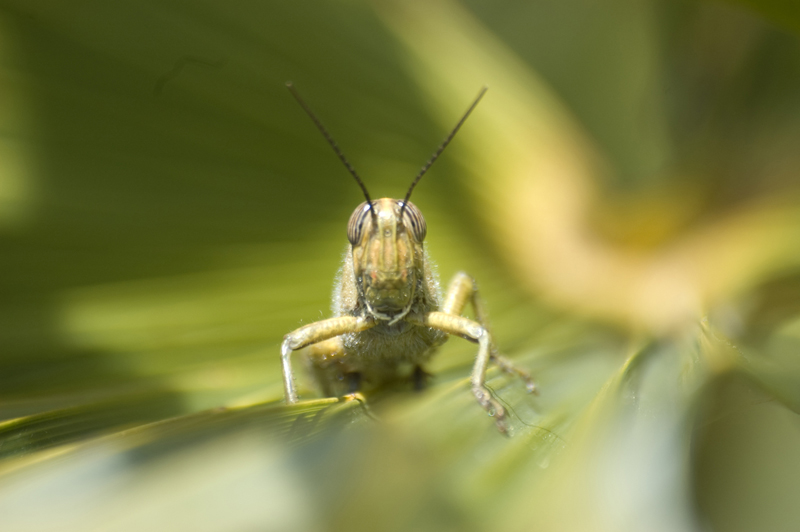 cavalletta2 - green on green