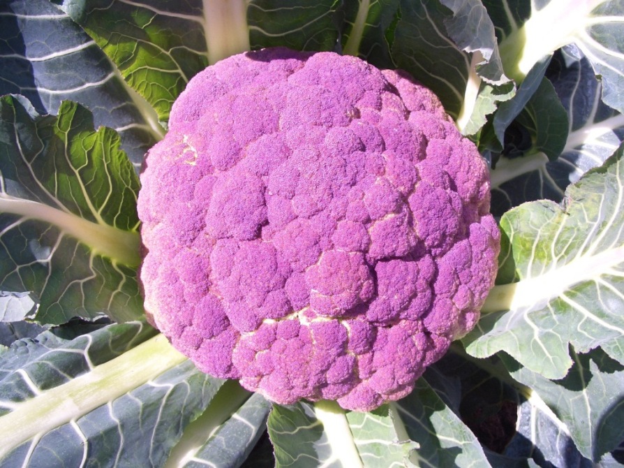 FIORE DEL MIO GIARDINO