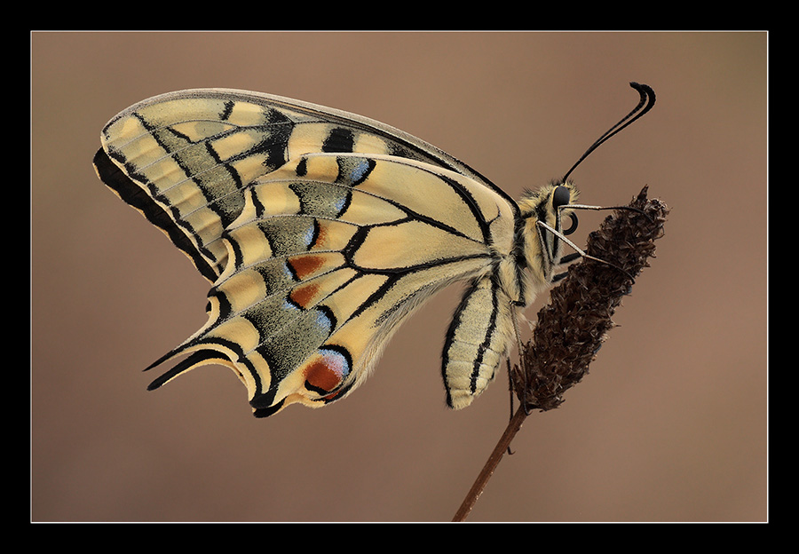 Papilio macaon