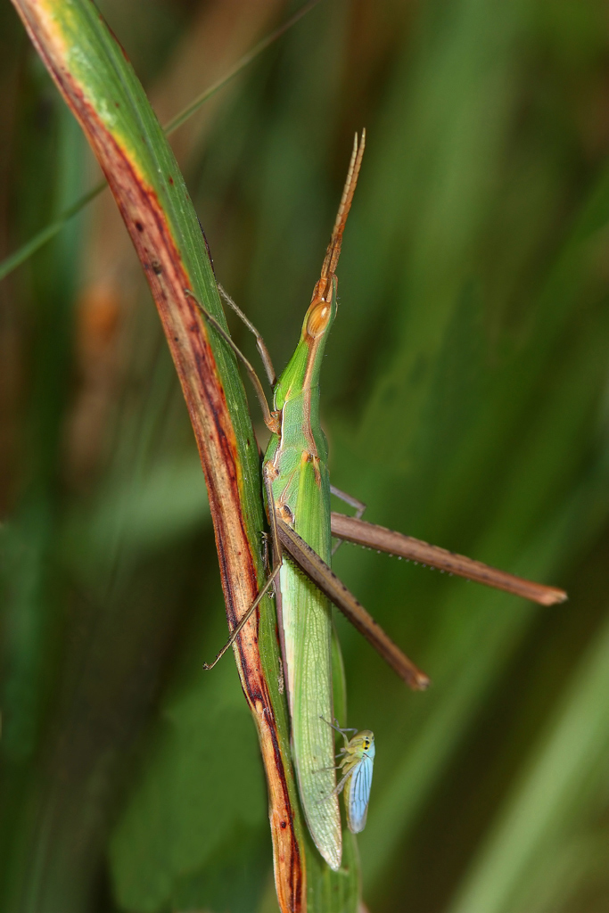 Acrida Ungarica con passeggero