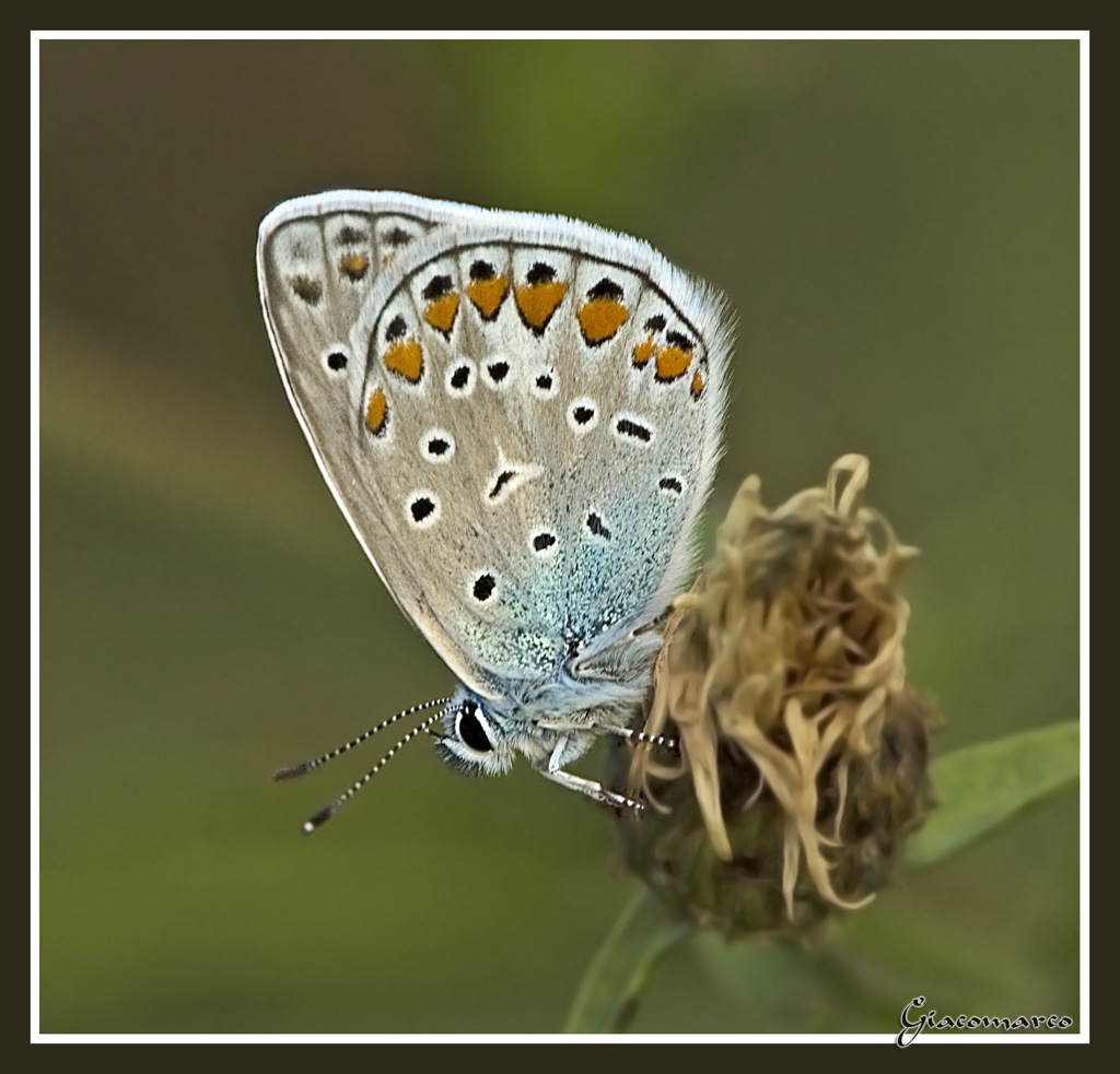 Sempre la stessa 2 (altro test lente)