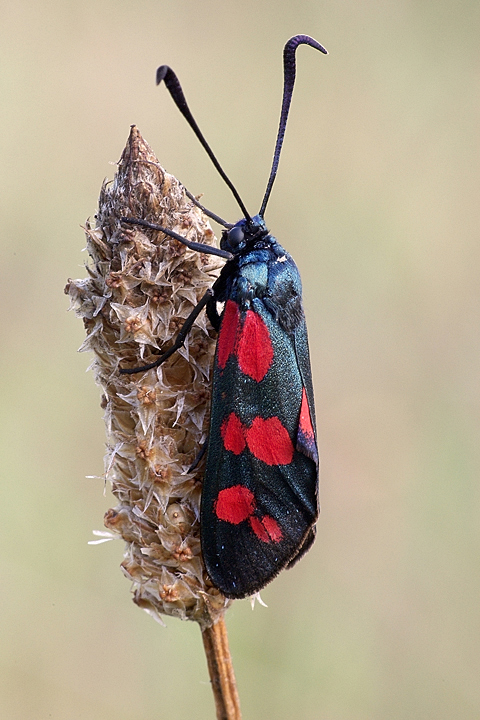 Zygaena