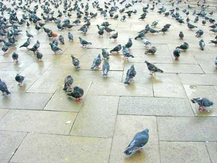 Venice2