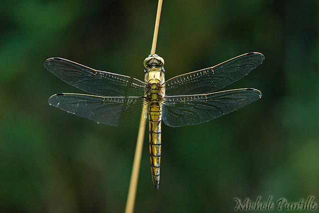 Orthetrum cancellatum