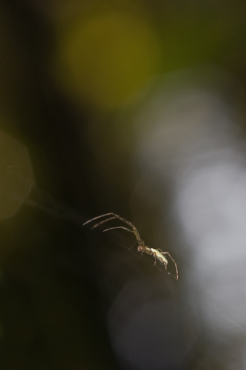 aracno illusionini 2