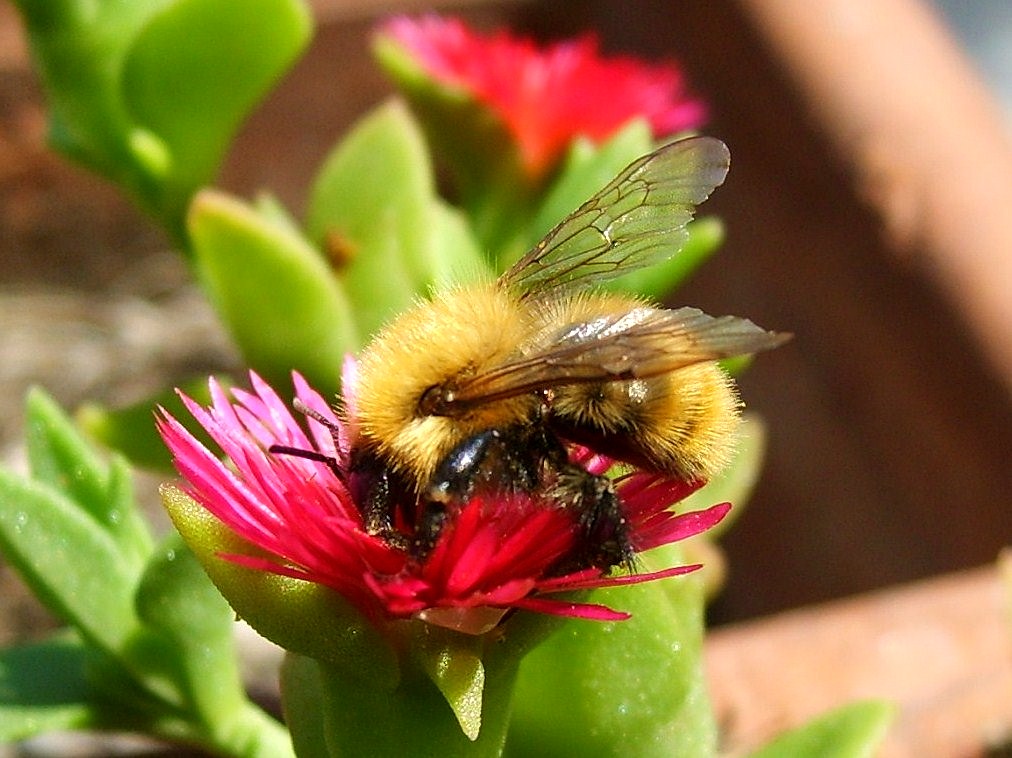 bombo e il fiore rosa