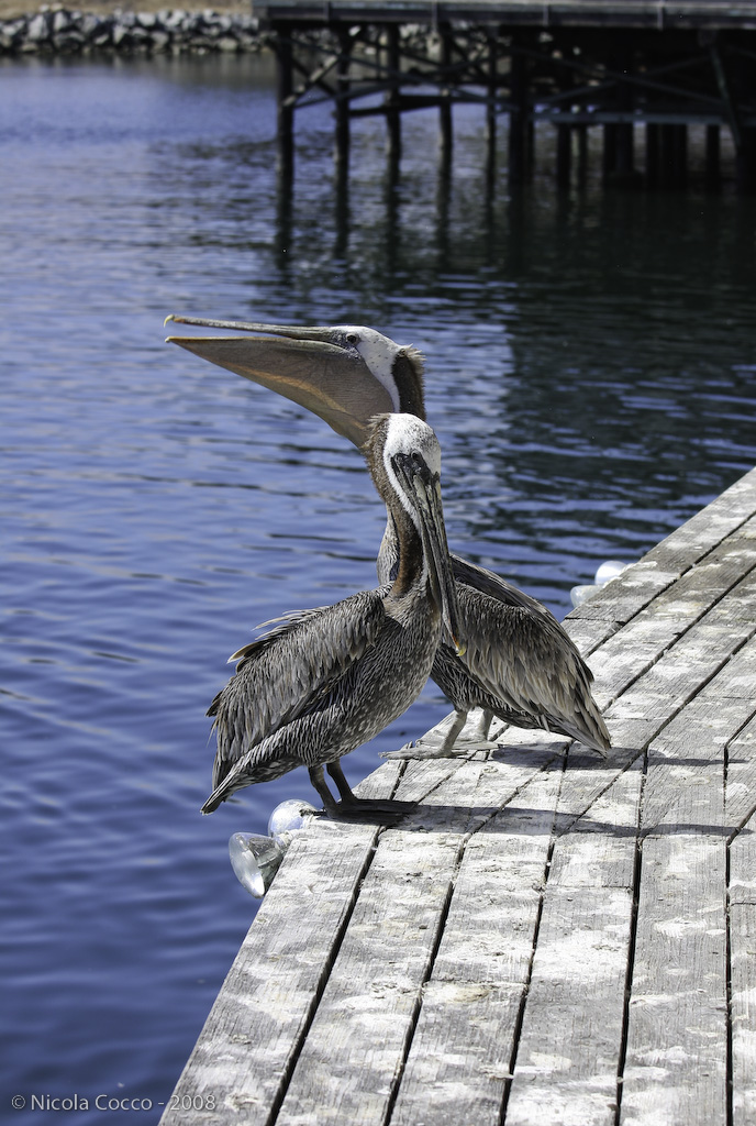 Pelicans in Monterey, CA