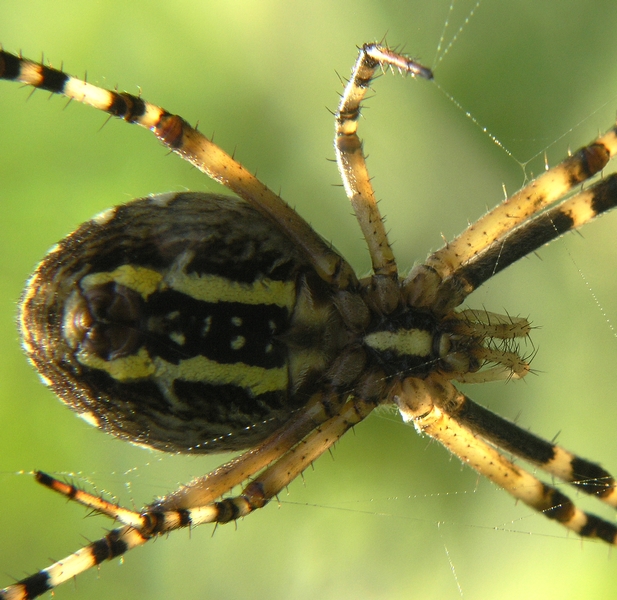 Argiope