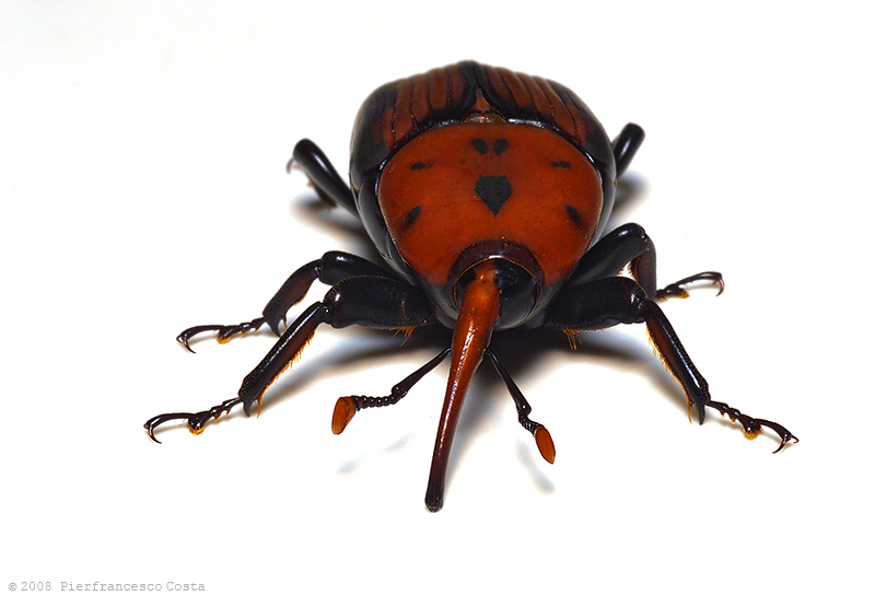 Rhynchophorus ferrugineus