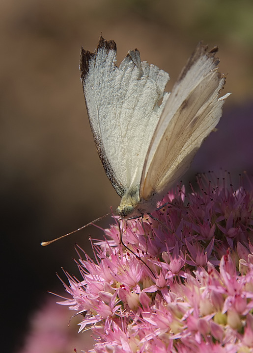 sul fiore pi� bello