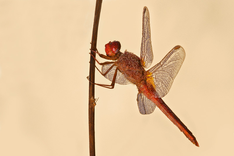 Sympetrum-pedemontanum