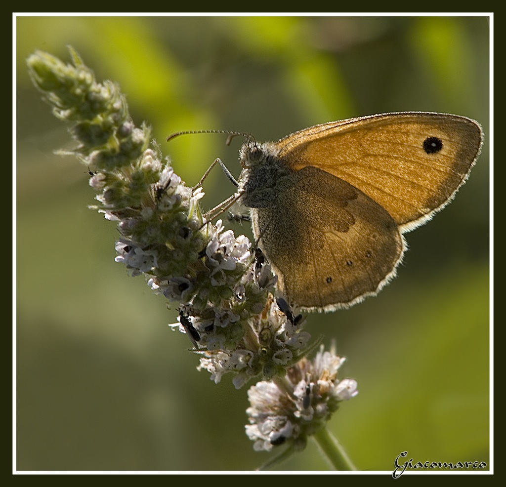 Maestosa in contro luce