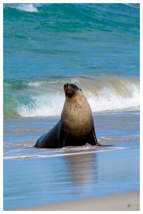 Seal Bay - Australia