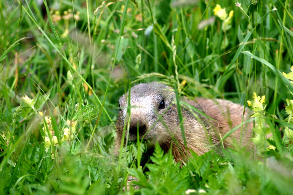 Marmotta