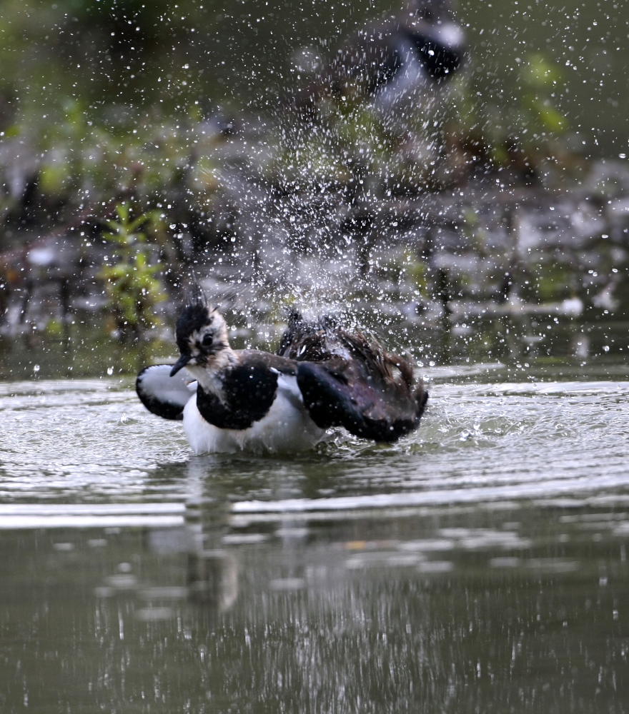 ci stiamo lavando.........