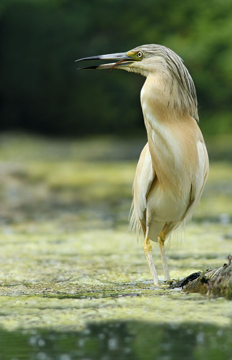 Renzo-GAZZACIUFFETTO