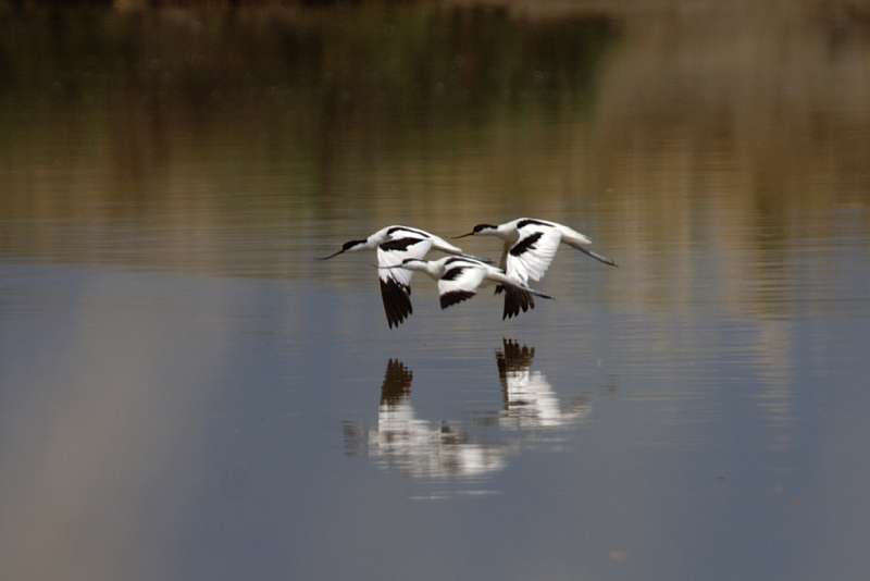 Avocette