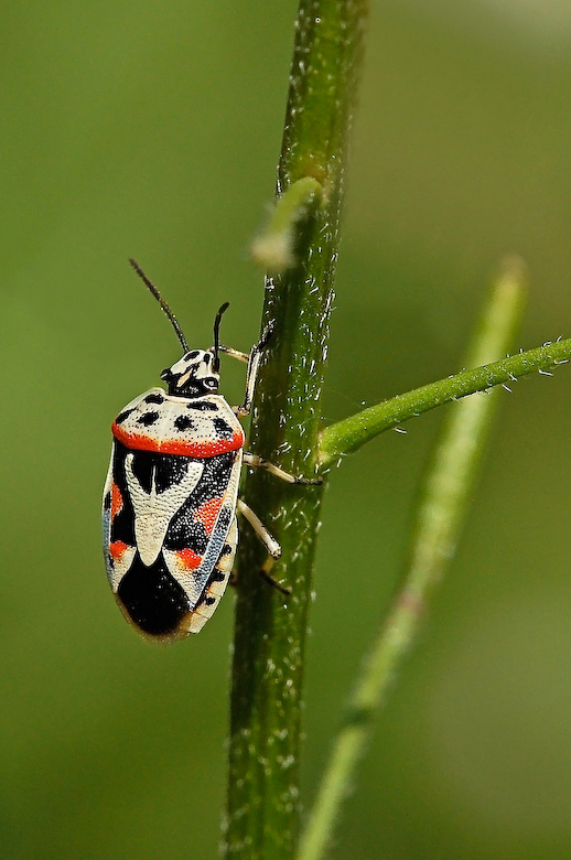 Scherzi della natura