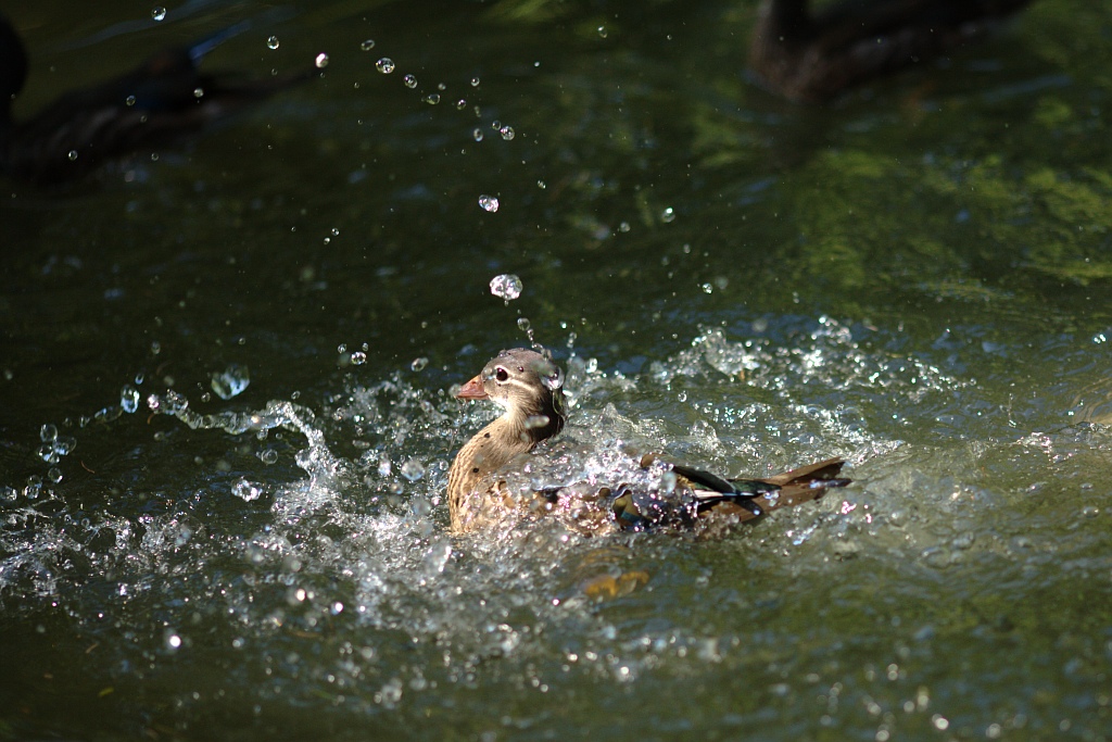 Giovane mandarina al bagno