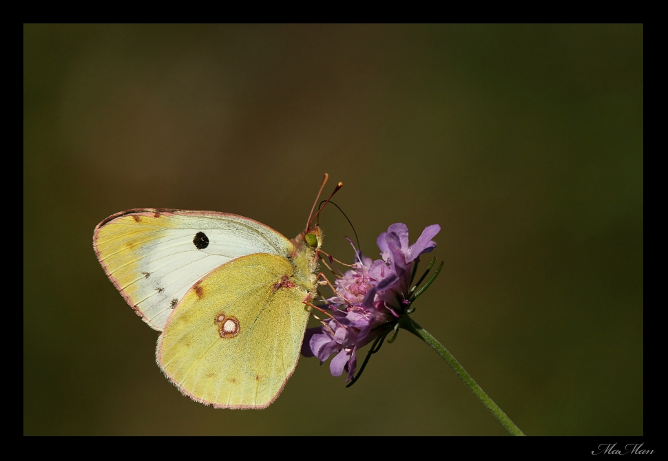 Forse Colias Croceus?