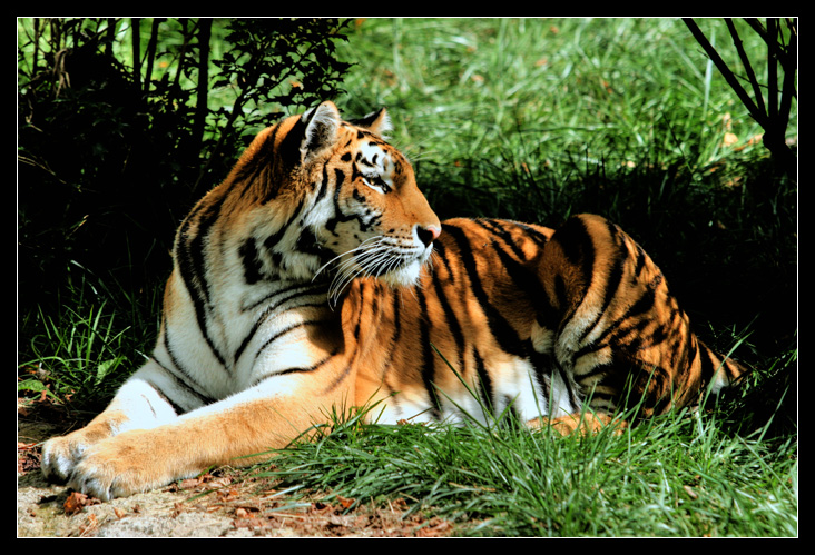 Chiss� cosa guarda??