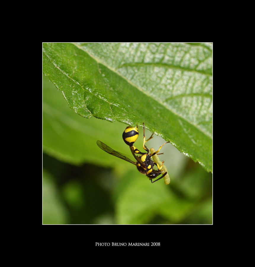 Un bel piatto succulento.