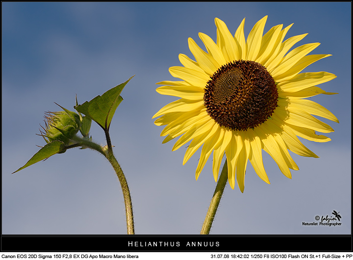 Dura lux... fabzioi... wallpaper!