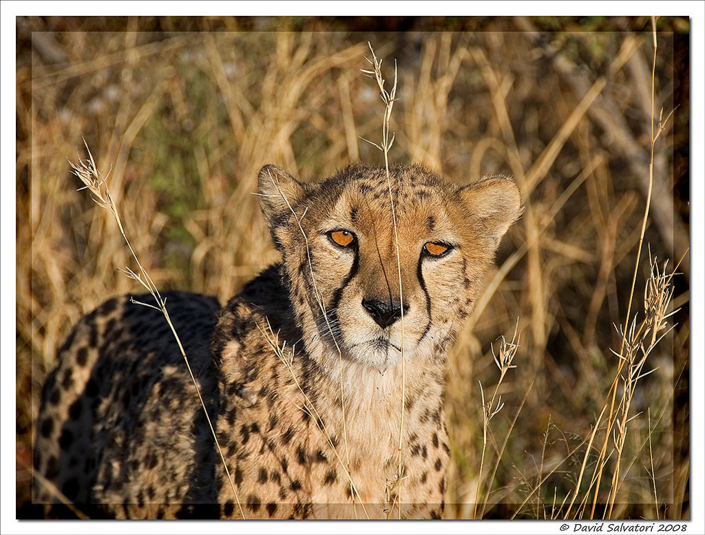 ghepardo Africat foundation - Namibia
