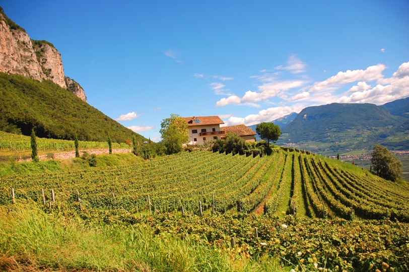 vigneto nella wein strasse