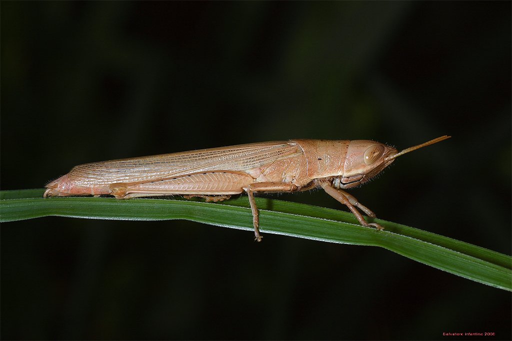 Elegante Saltatore !!!